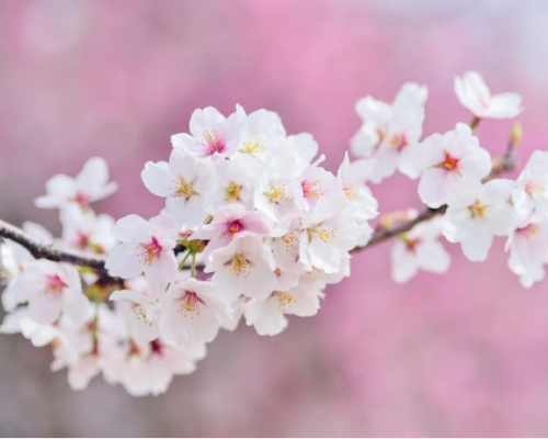长野县赏樱花攻略，线上“赏花之旅”